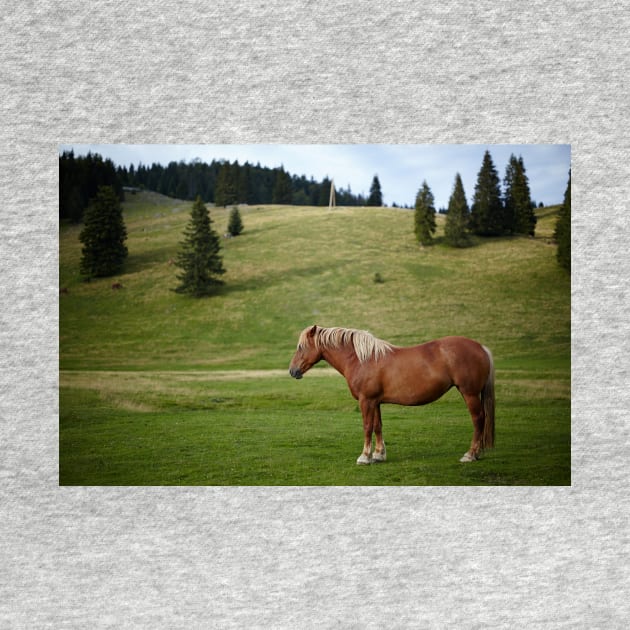 Brown horse on a pasture by naturalis